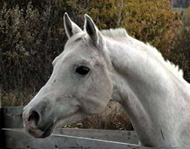 this site is an oasis in the Arabian Horse WebRing